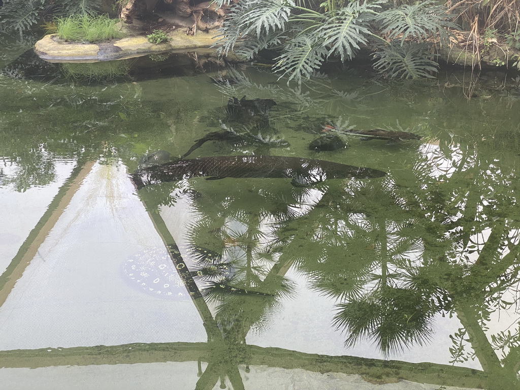 Fishes at the Amazonica building at the South America area at the Diergaarde Blijdorp zoo