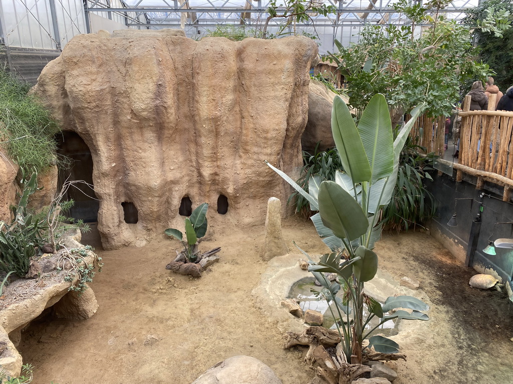 African Spurred Tortoise at the Crocodile River at the Africa area at the Diergaarde Blijdorp zoo