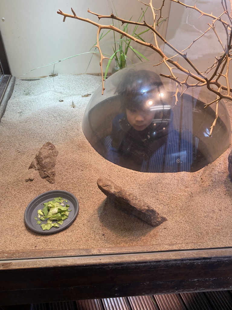 Max with Migratory Locusts at the Africa area at the Diergaarde Blijdorp zoo