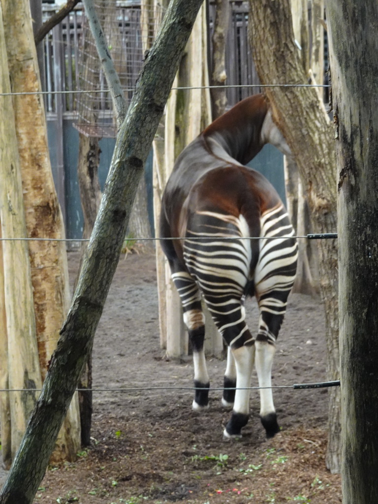 Okapi at the Congo section at the Africa area at the Diergaarde Blijdorp zoo