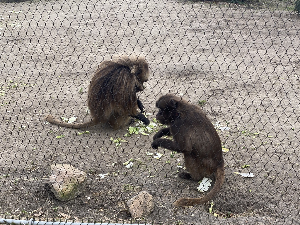 Geladas eating at the Africa area at the Diergaarde Blijdorp zoo