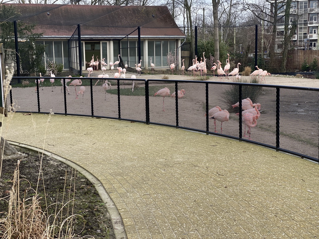 Flamingos at the Asia area at the Diergaarde Blijdorp zoo