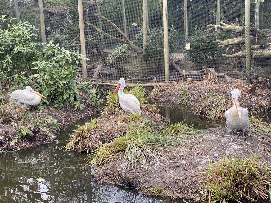 Dalmatian Pelicans at the Asia area at the Diergaarde Blijdorp zoo