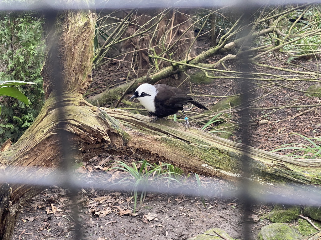 Sumatran Laughingthrush at the Asia area at the Diergaarde Blijdorp zoo