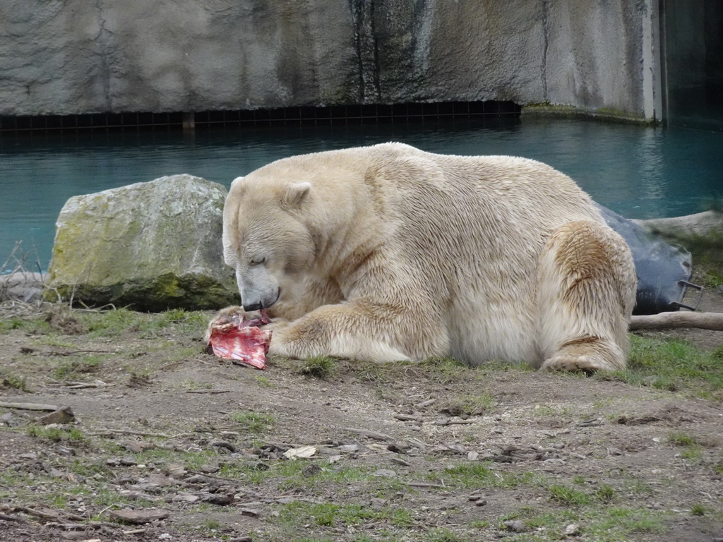 Polar bear eating at the North America area at the Diergaarde Blijdorp zoo