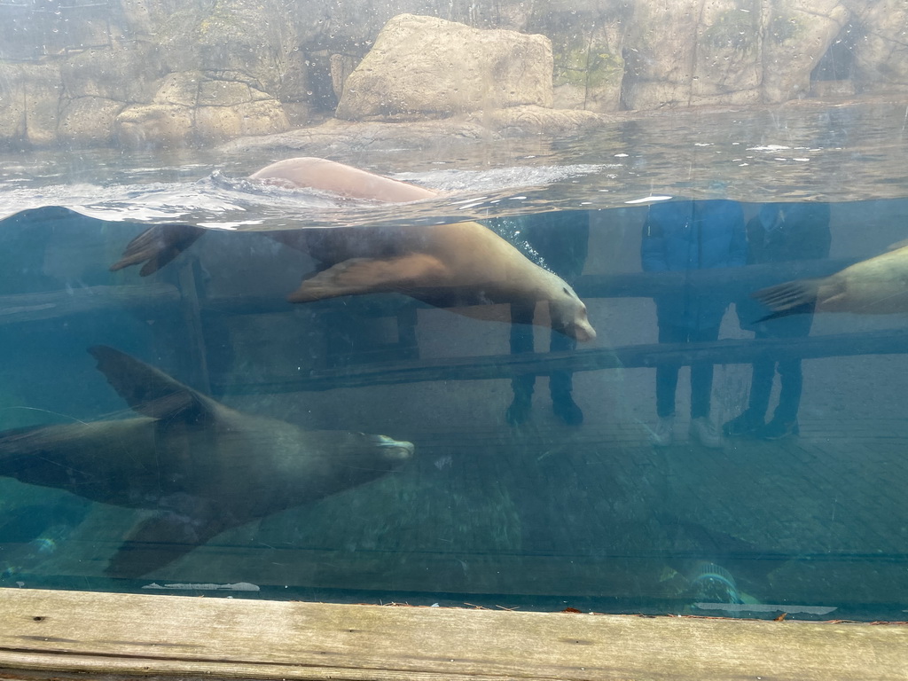 California Sea Lions at the Oceanium at the Diergaarde Blijdorp zoo