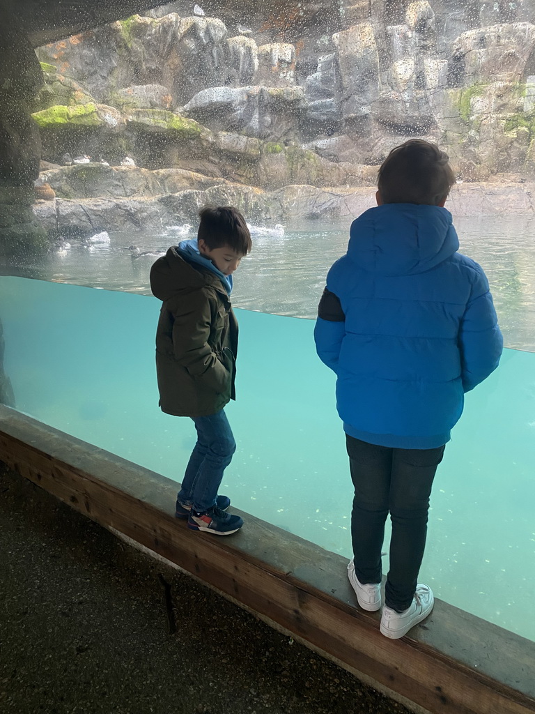 Max and his friend with the Common Murres and Puffins at the Bass Rock section at the Oceanium at the Diergaarde Blijdorp zoo