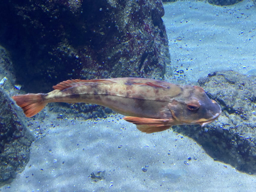 Fish at the Oceanium at the Diergaarde Blijdorp zoo