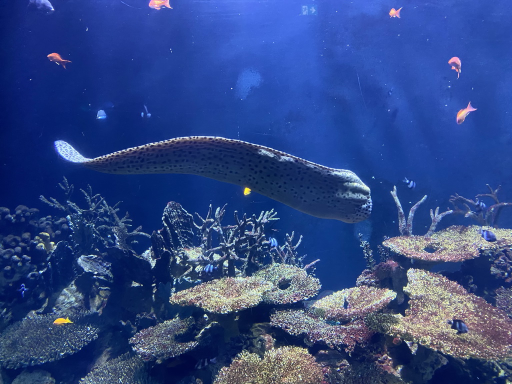 Moray Eel, other fishes and coral at the Great Barrier Reef section at the Oceanium at the Diergaarde Blijdorp zoo