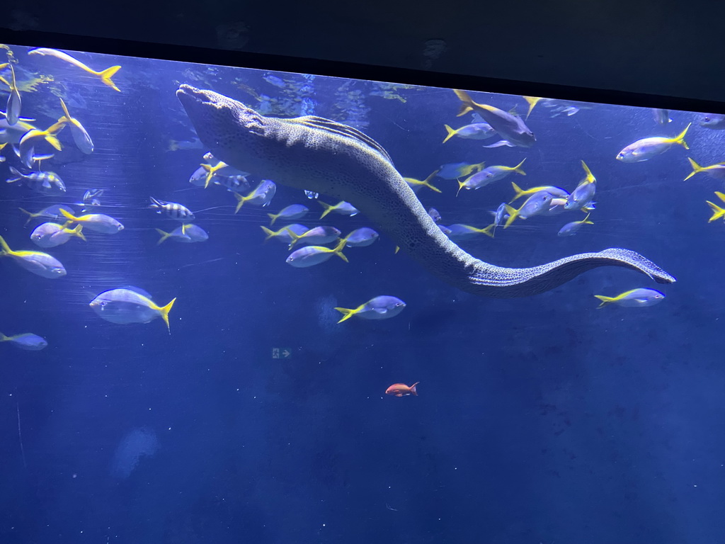 Moray Eel and other fishes at the Great Barrier Reef section at the Oceanium at the Diergaarde Blijdorp zoo