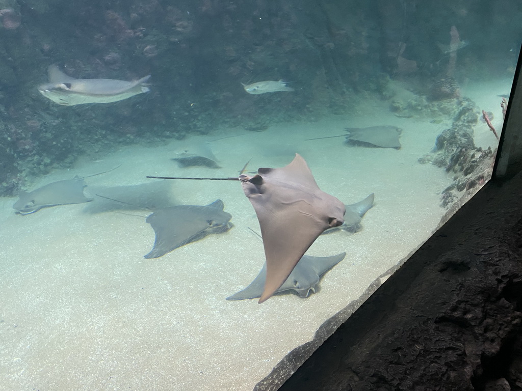 Cownose Rays at the Caribbean Sand Beach section at the Oceanium at the Diergaarde Blijdorp zoo