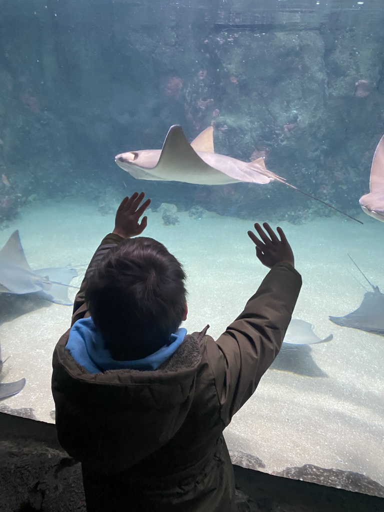 Max with Cownose Rays at the Caribbean Sand Beach section at the Oceanium at the Diergaarde Blijdorp zoo