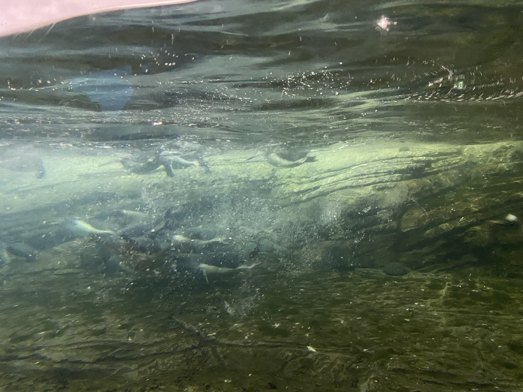 King Penguins and Gentoo Penguins under water at the Falklands section at the Oceanium at the Diergaarde Blijdorp zoo