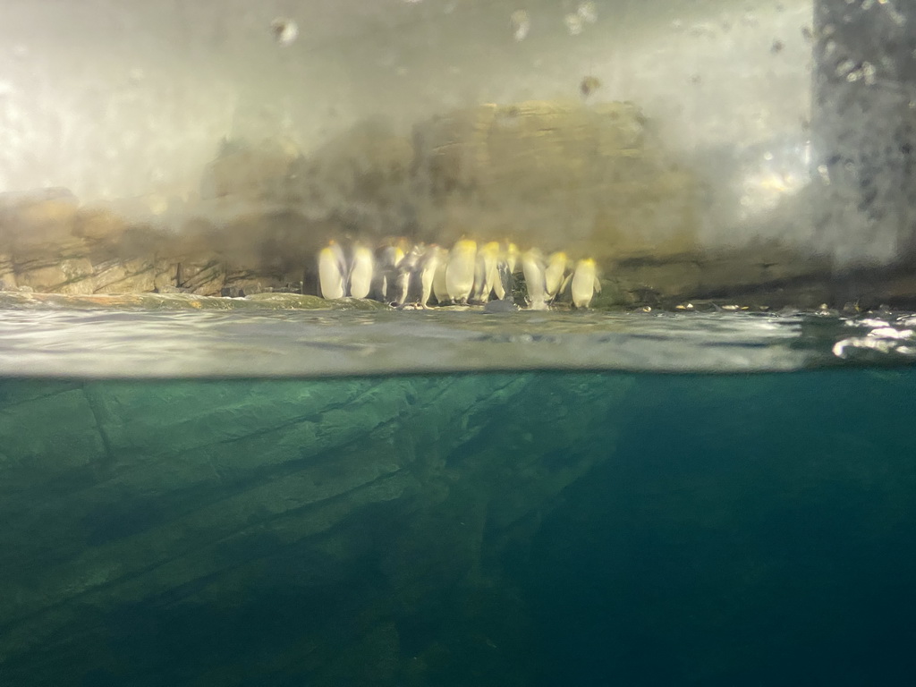 King Penguins and Gentoo Penguins at the Falklands section at the Oceanium at the Diergaarde Blijdorp zoo