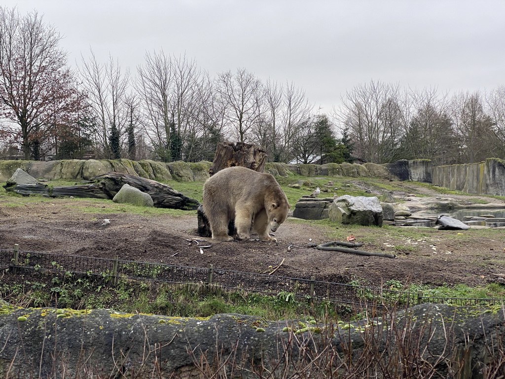 Polar Bear being fed at the North America area at the Diergaarde Blijdorp zoo