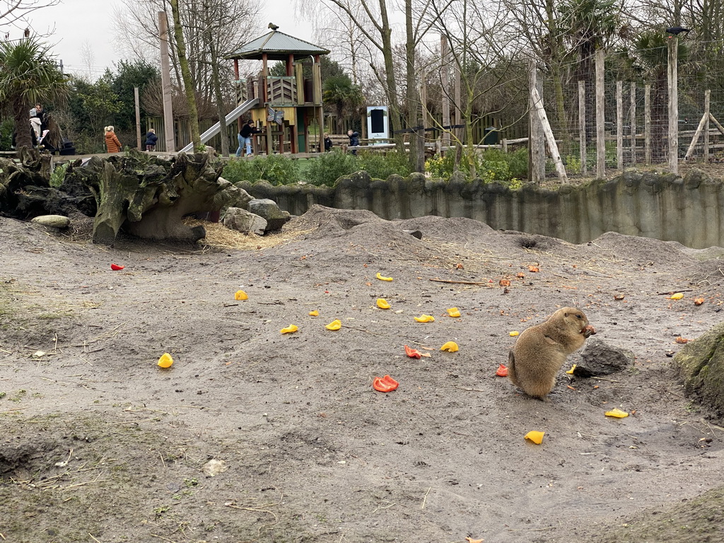 Black-tailed Prairie Dog at the North America area at the Diergaarde Blijdorp zoo