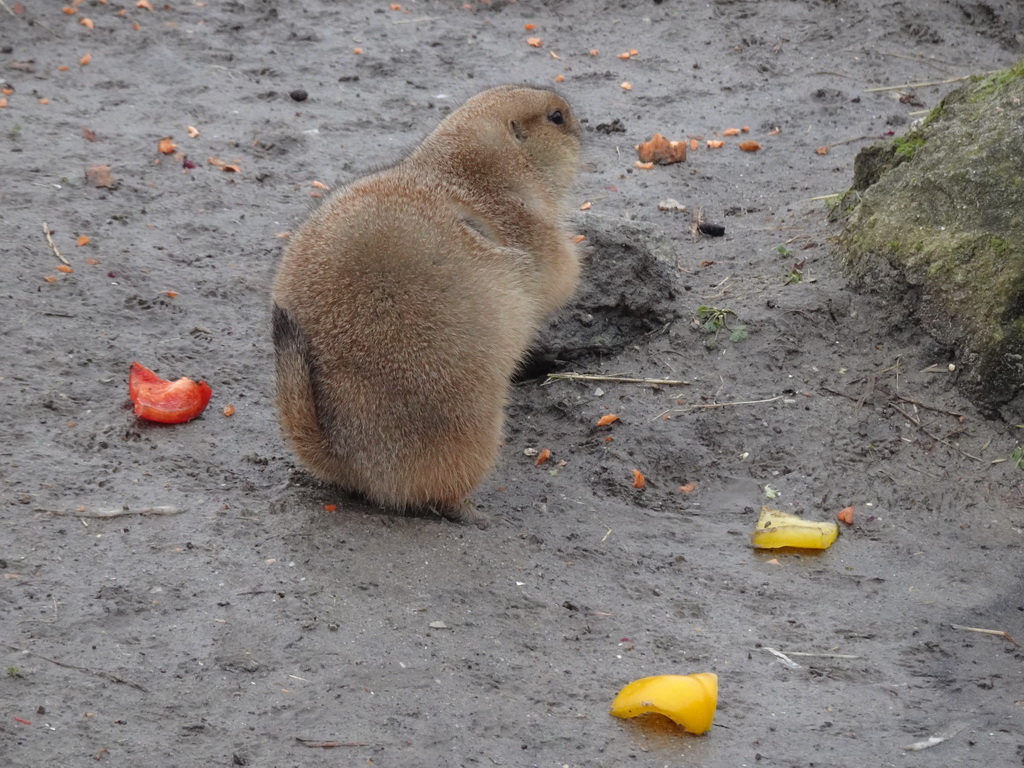 Black-tailed Prairie Dog at the North America area at the Diergaarde Blijdorp zoo