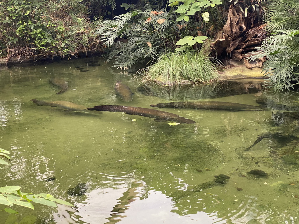 Fishes at the Amazonica building at the South America area at the Diergaarde Blijdorp zoo