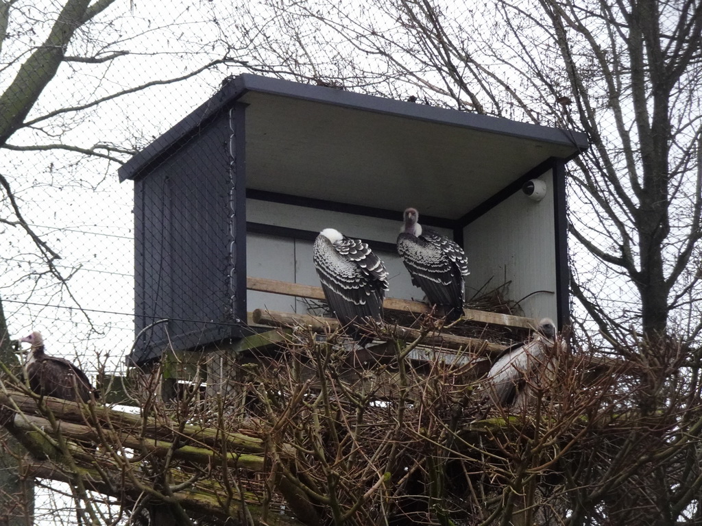 Vultures at the Gierenrots area at the Africa area at the Diergaarde Blijdorp zoo