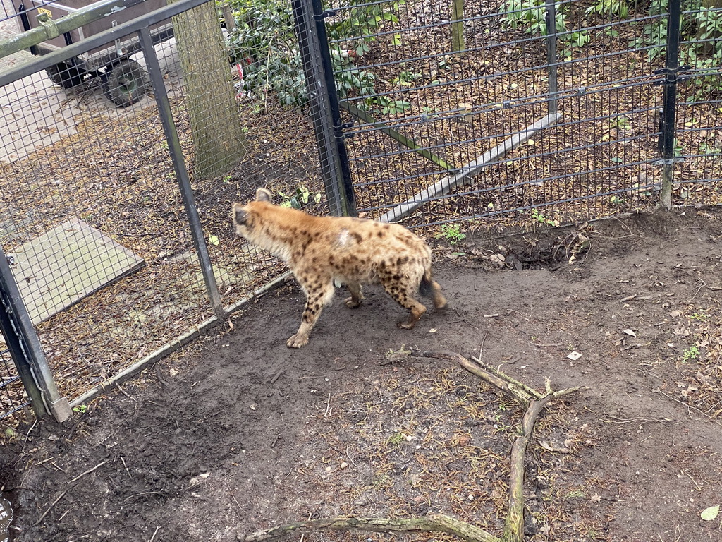 Spotted Hyena at the Africa area at the Diergaarde Blijdorp zoo