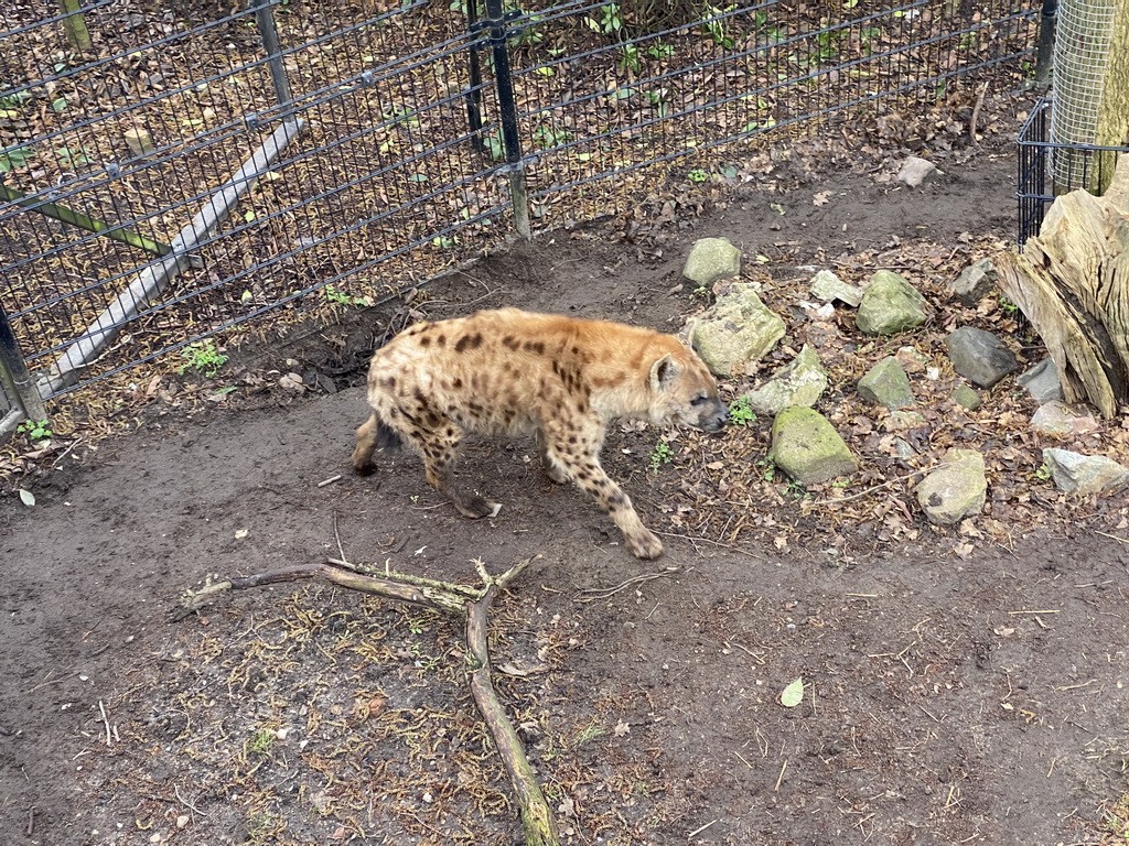 Spotted Hyena at the Africa area at the Diergaarde Blijdorp zoo