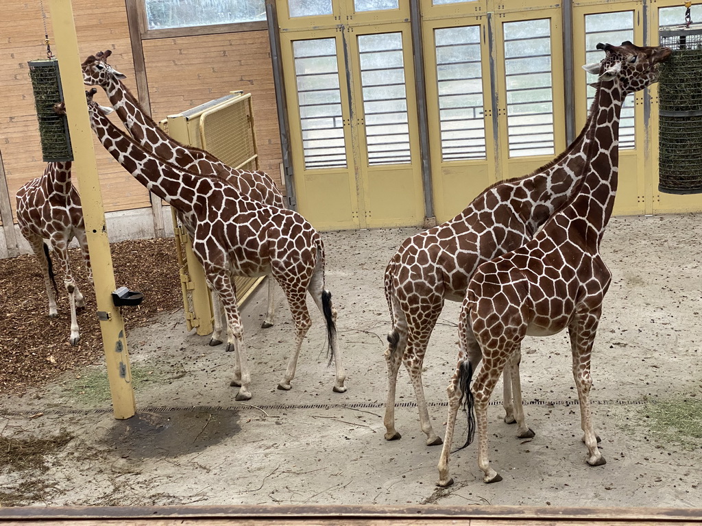 Giraffes at the Africa area at the Diergaarde Blijdorp zoo