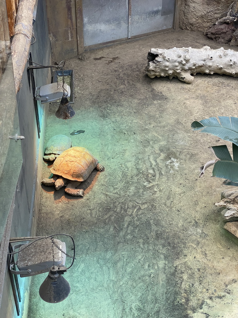 African Spurred Tortoises at the Crocodile River at the Africa area at the Diergaarde Blijdorp zoo