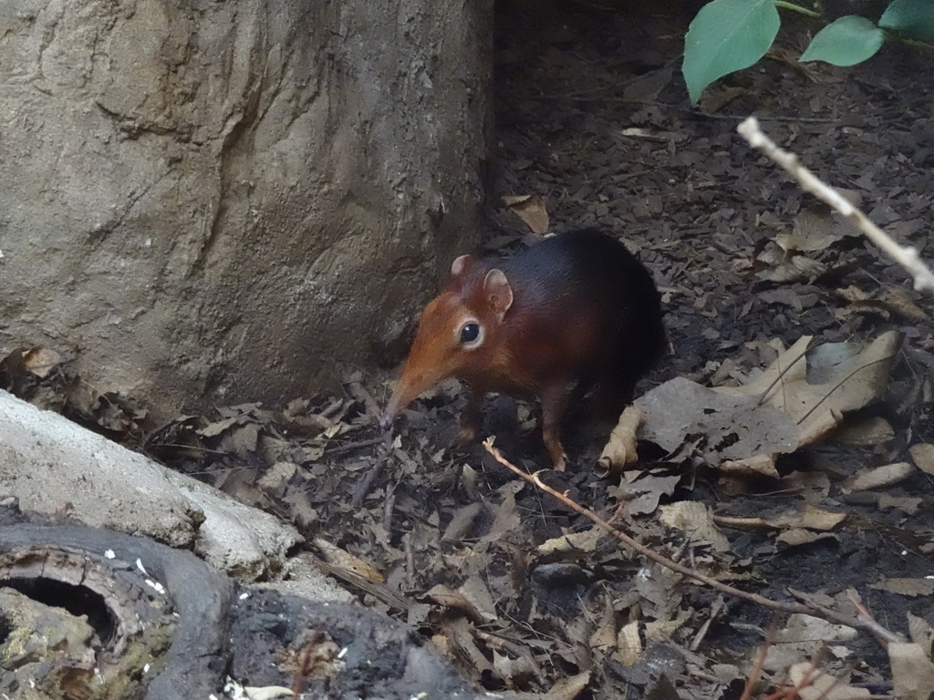 Black and Rufous Elephant Shrew at the Africa area at the Diergaarde Blijdorp zoo