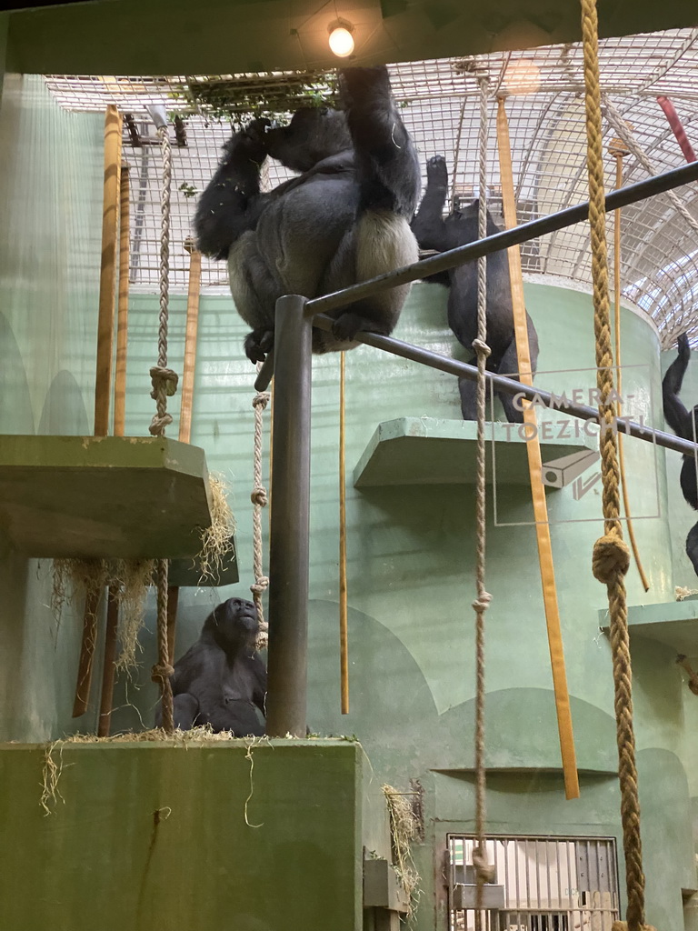 `Bokito` and other Western Lowland Gorillas at the Dikhuiden section of the Rivièrahal building at the Africa area at the Diergaarde Blijdorp zoo