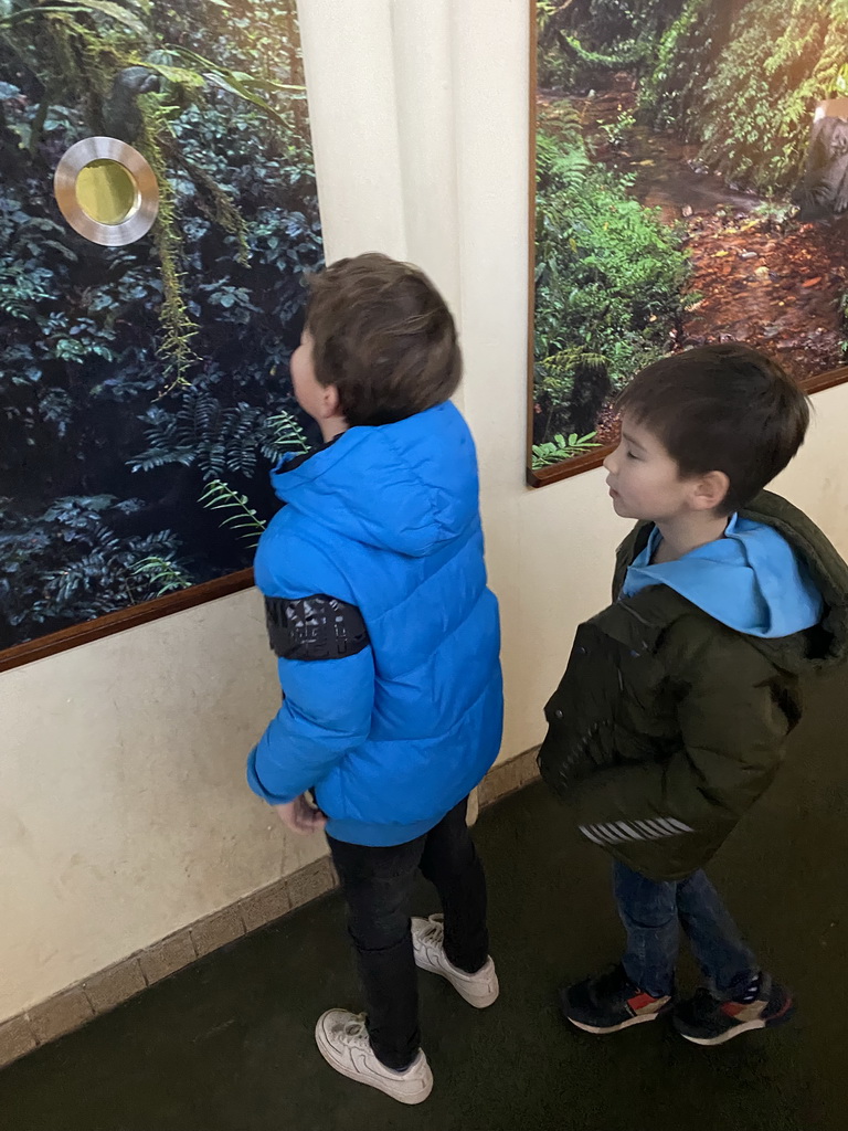 Max and his friend with a peephole at the Western Lowland Gorilla enclosure at the Dikhuiden section of the Rivièrahal building at the Africa area at the Diergaarde Blijdorp zoo