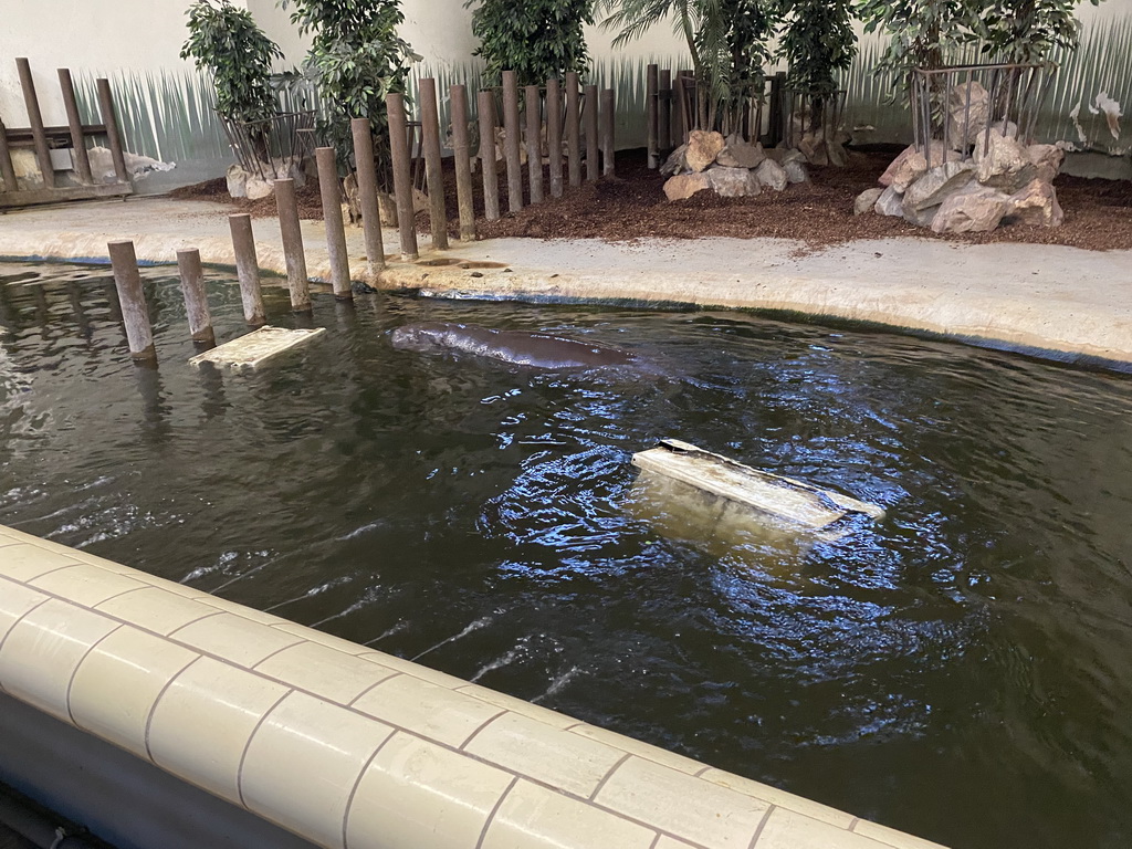 Pygmy Hippopotamus at the Dikhuiden section of the Rivièrahal building at the Africa area at the Diergaarde Blijdorp zoo