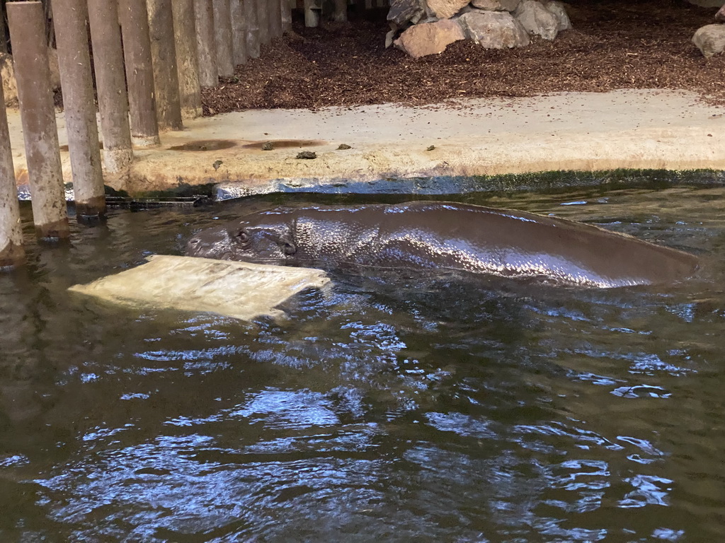 Pygmy Hippopotamus at the Dikhuiden section of the Rivièrahal building at the Africa area at the Diergaarde Blijdorp zoo