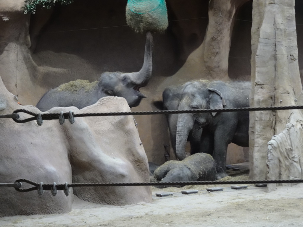 The young Indian Elephant `Maxi` and other Indian Elephants at the Taman Indah building at the Asia area at the Diergaarde Blijdorp zoo