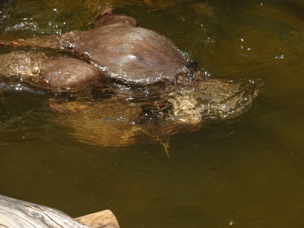 Otters at the Dierenwijck area of the Plaswijckpark recreation park