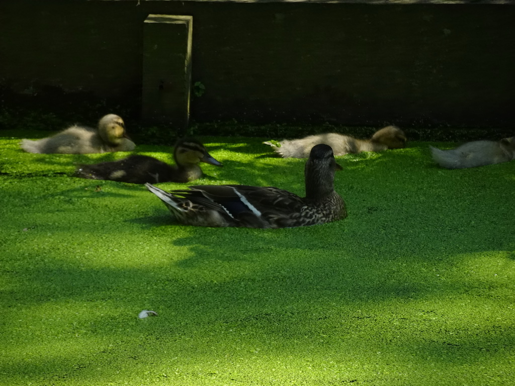 Ducks with young Ducks at the Dierenwijck area of the Plaswijckpark recreation park