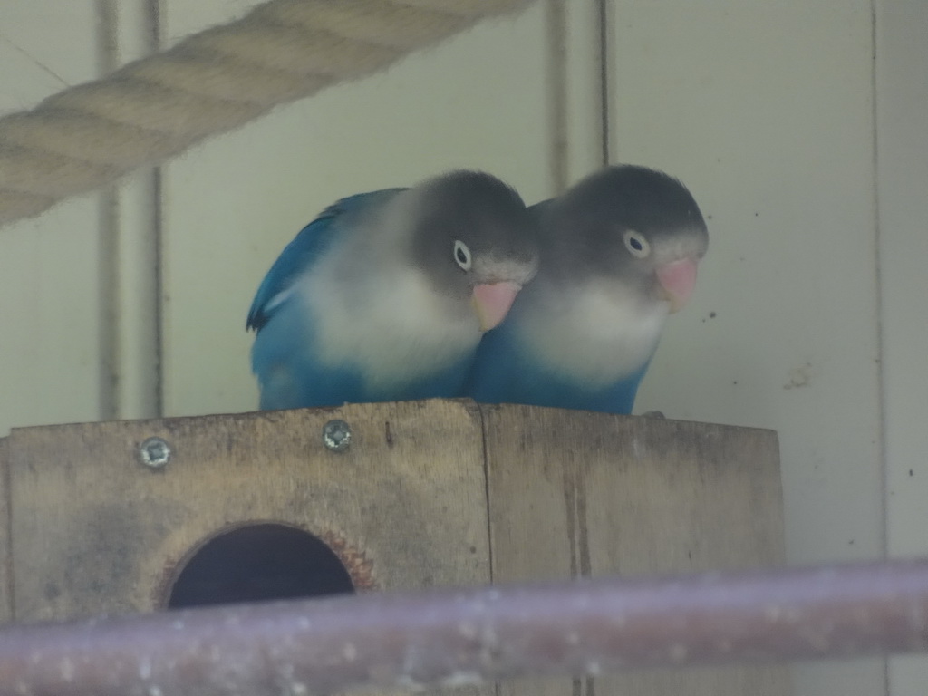 Parakeets at the Parakeet Aviary at the Dierenwijck area of the Plaswijckpark recreation park