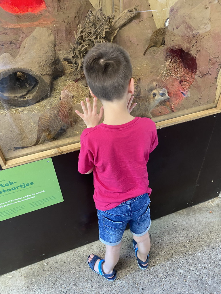 Max looking at Meerkats at the Dierenwijck area of the Plaswijckpark recreation park