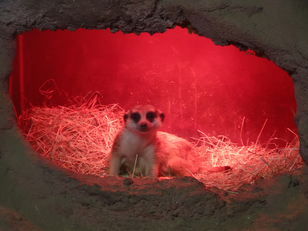 Meerkat at the Dierenwijck area of the Plaswijckpark recreation park