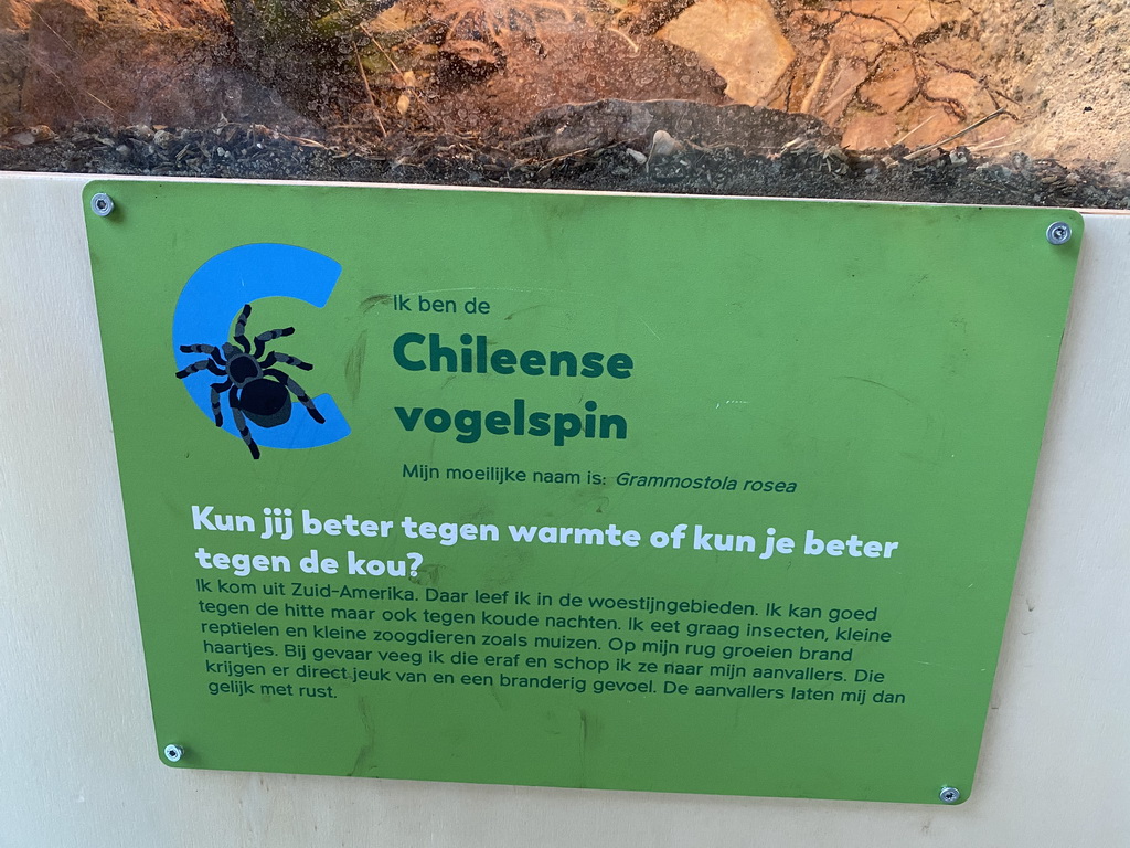 Explanation on the Chilean Rose Tarantula at the classroom at the Speelkas building at the Dierenwijck area of the Plaswijckpark recreation park