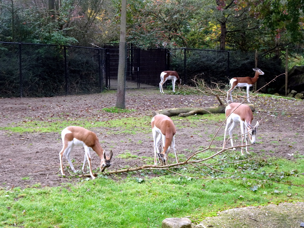 Mhorr Gazelles at the Africa area at the Diergaarde Blijdorp zoo