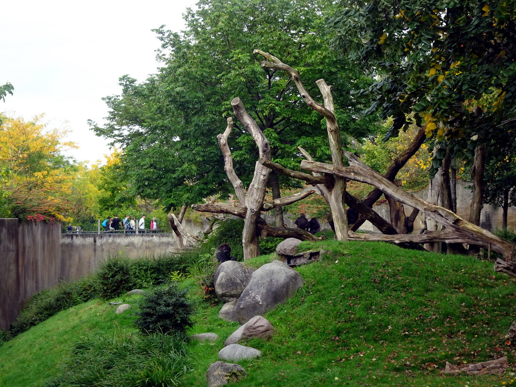 Western Lowland Gorillas at the Africa area at the Diergaarde Blijdorp zoo