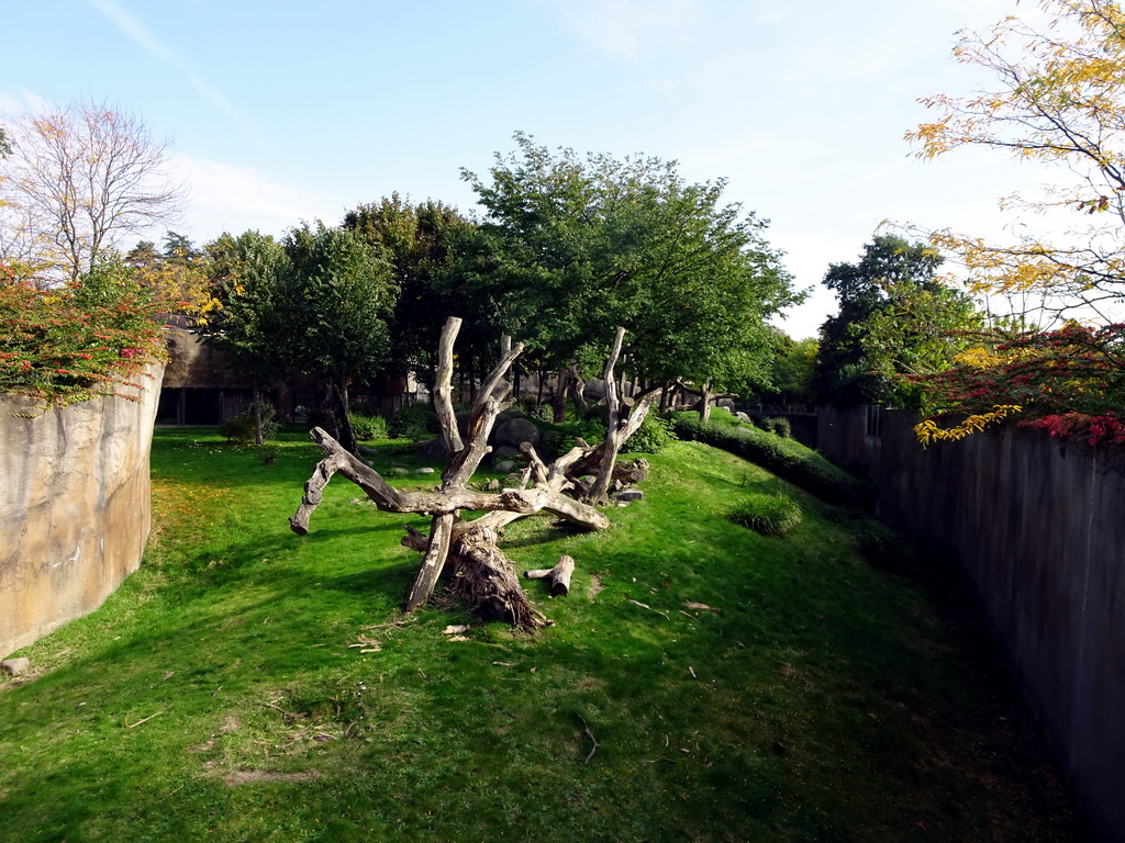 Enclosure of the Western Lowland Gorillas at the Africa area at the Diergaarde Blijdorp zoo