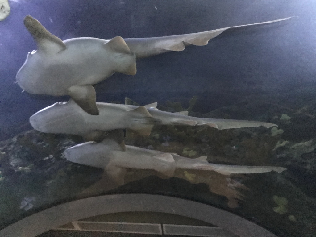 Sharks and Stingray at the Shark Tunnel at the Oceanium at the Diergaarde Blijdorp zoo