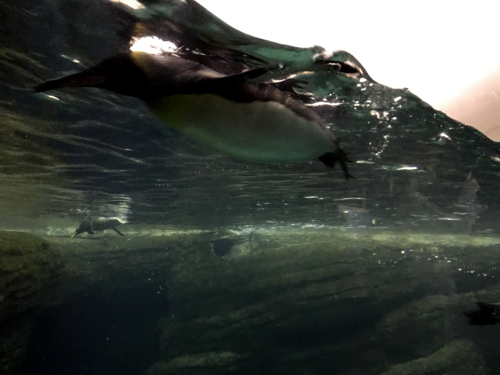 Gentoo Penguins at the Falklands section at the Oceanium at the Diergaarde Blijdorp zoo