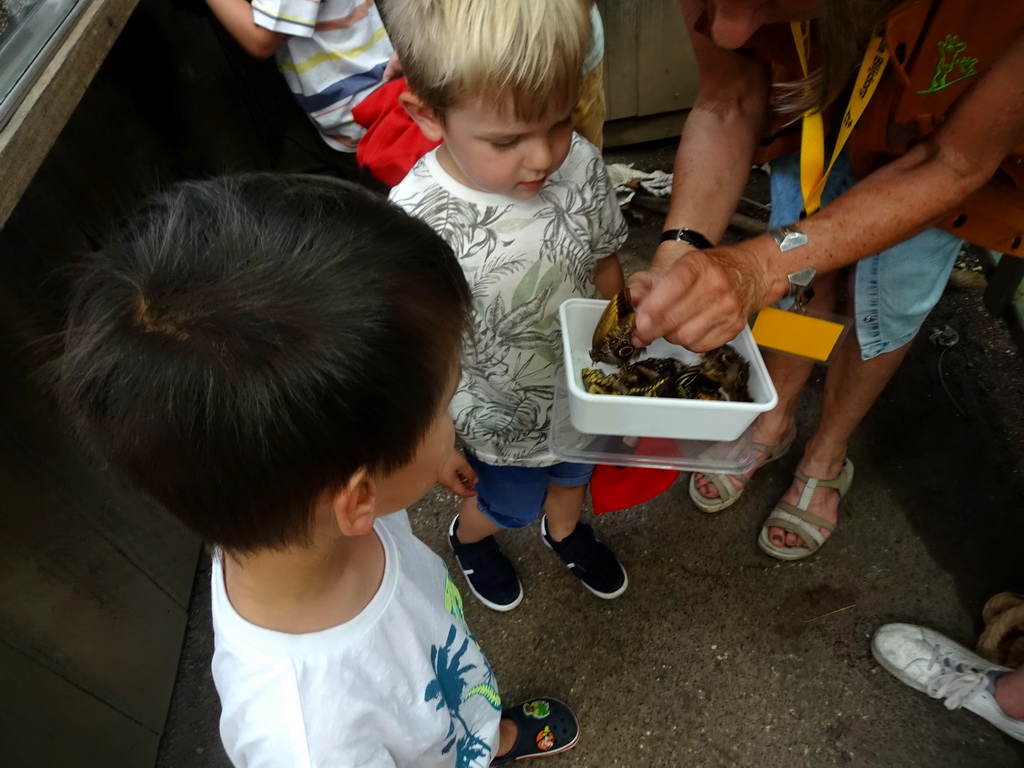 Max and a zookeeper with stuffed butterflies at the Amazonica building at the South America area at the Diergaarde Blijdorp zoo