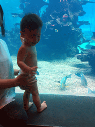 Max in front of the aquarium with fish at the Aqua restaurant at the InterContinental Sanya Haitang Bay Resort