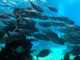 Aquarium with a school of fish at the Aqua restaurant at the InterContinental Sanya Haitang Bay Resort