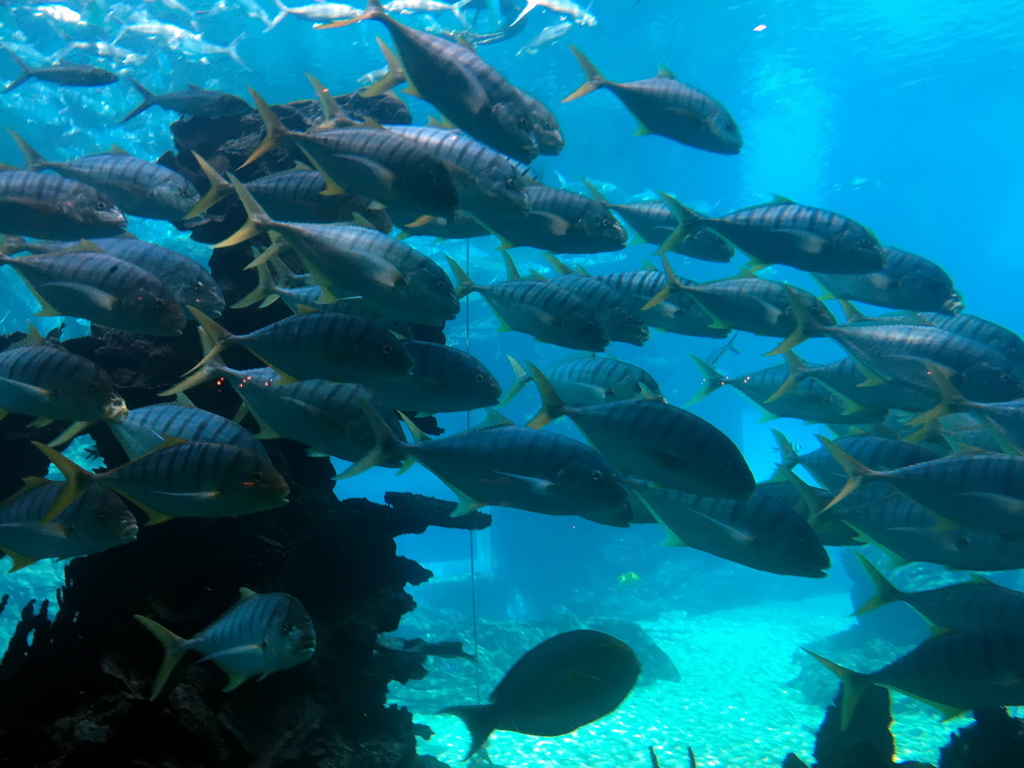 Aquarium with a school of fish at the Aqua restaurant at the InterContinental Sanya Haitang Bay Resort