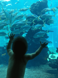 Max in front of the aquarium with a school of fish at the Aqua restaurant at the InterContinental Sanya Haitang Bay Resort