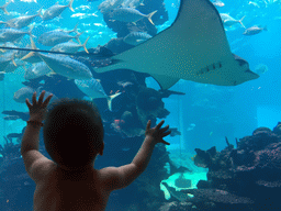 Max in front of the aquarium with a stingray and a school of fish at the Aqua restaurant at the InterContinental Sanya Haitang Bay Resort